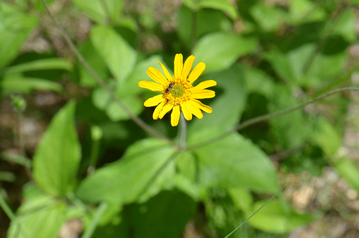 Rothrock's Crownbeard has attractive daisy-like flowers which may be visited by butterflies, moths, flies, honeybees, Native Bees and other insects in search of food and nectar. Verbesina rothrockii